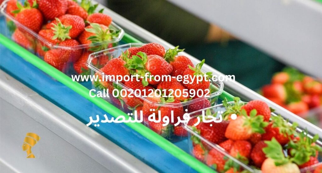 تجار فراولة للتصدير