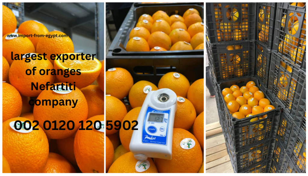 largest exporter of oranges Nefartiti company