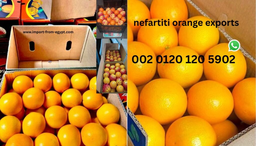 nefartiti orange exports