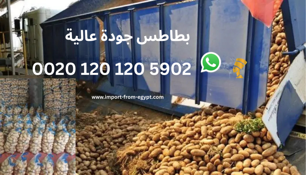 بطاطس جودة عالية