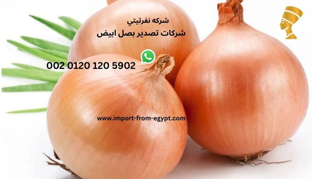 شركات تصدير بصل ابيض