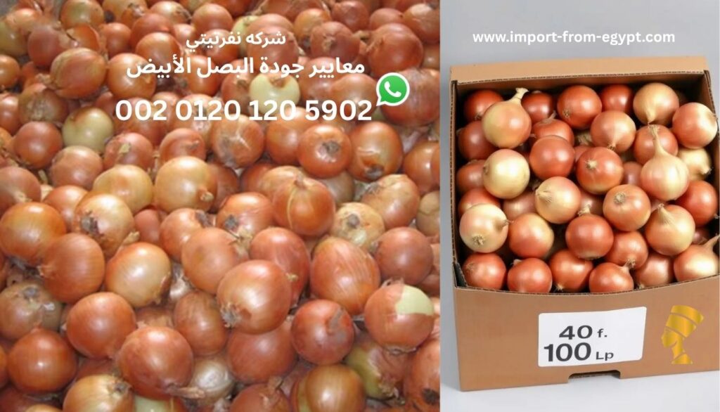 معايير جودة البصل الأبيض
