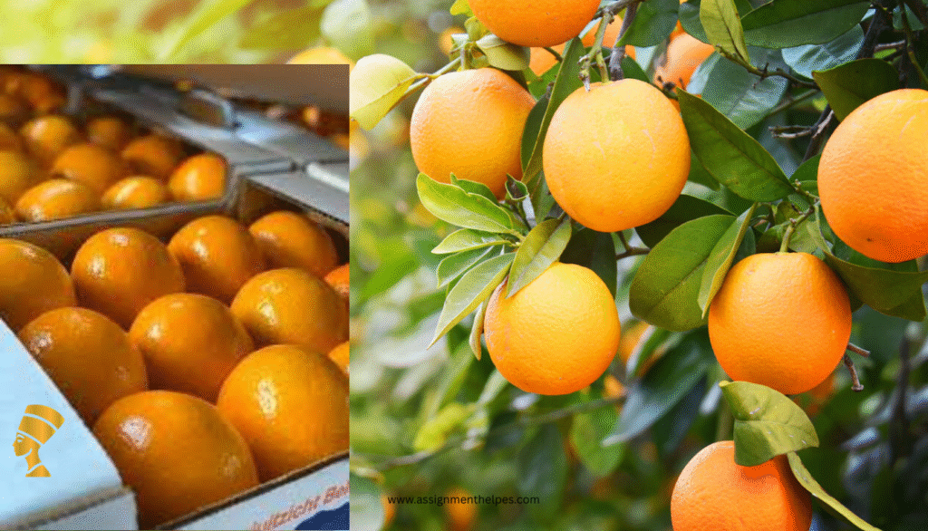 Nefertiti’s sustainable farming techniques