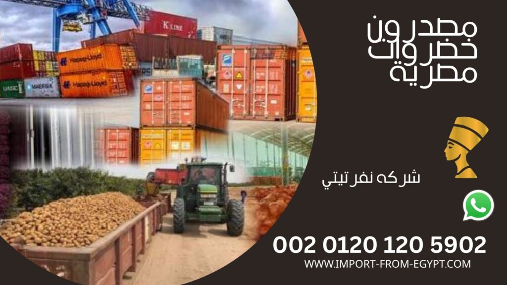 مصدرون خضروات مصرية