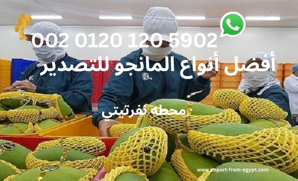 أفضل أنواع المانجو للتصدير