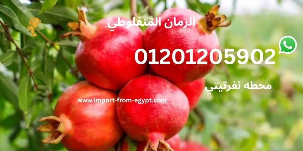 محطات تصدير رمان 3 الرمان المنفلوطي