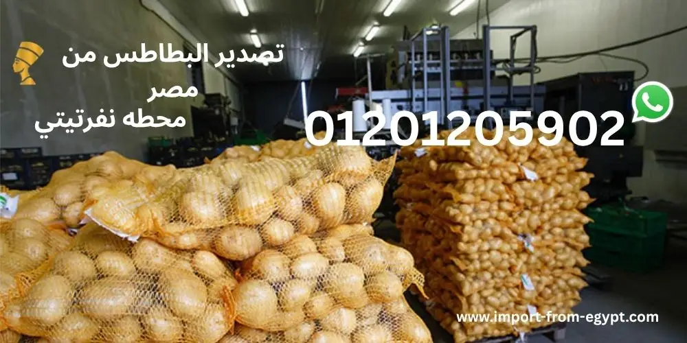 محطات تصدير البطاطس 3 تصدير البطاطس من مصر