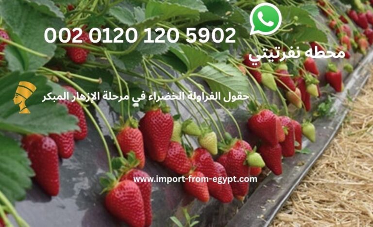 حقول الفراولة الخضراء في مرحلة الإزهار المبكر