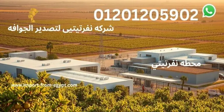 محطات تصدير الجوافة 3 شركه نفرتيتيى لتصدير الجوافه