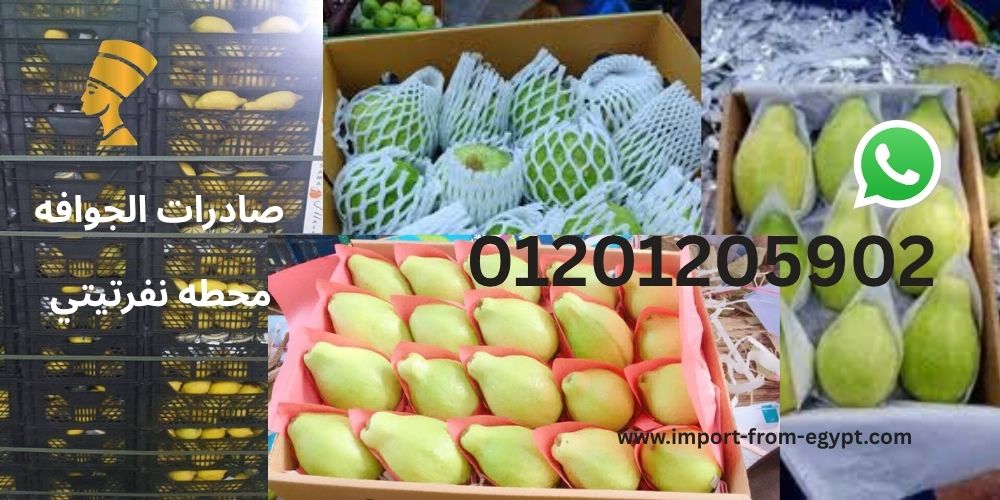 صادرات الجوافه