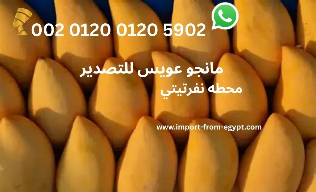 محطات تصدير مانجو 5 مانجو عويس للتصدير