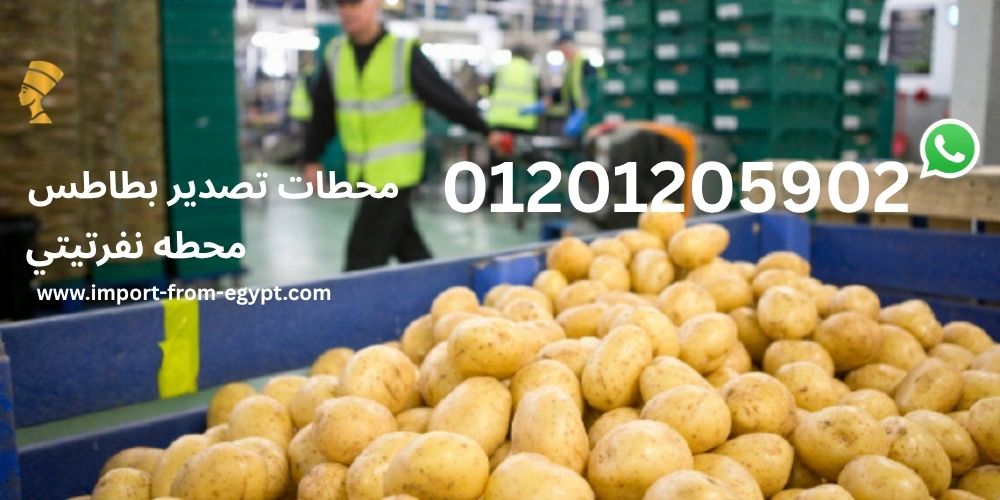 محطات تصدير البطاطس