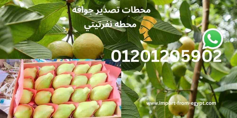 محطات تصدير الجوافة