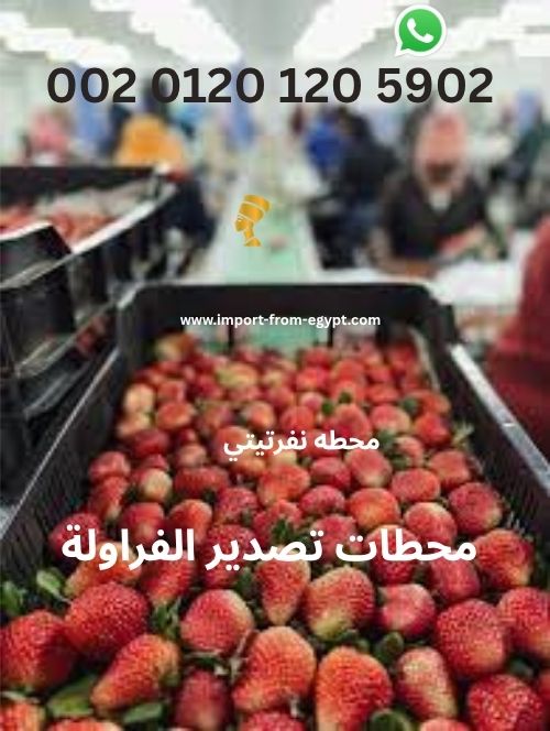 محطات تصدير الفراولة