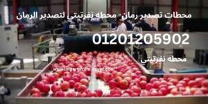 محطات تصدير رمان محطه نفرتيتي لتصدير الرمان
