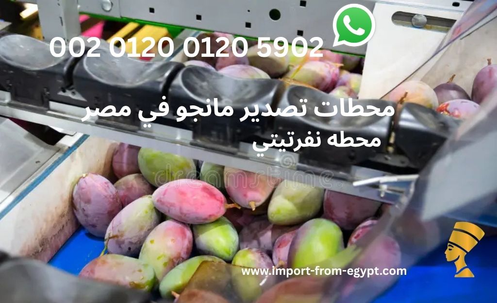 محطات تصدير مانجو في مصر