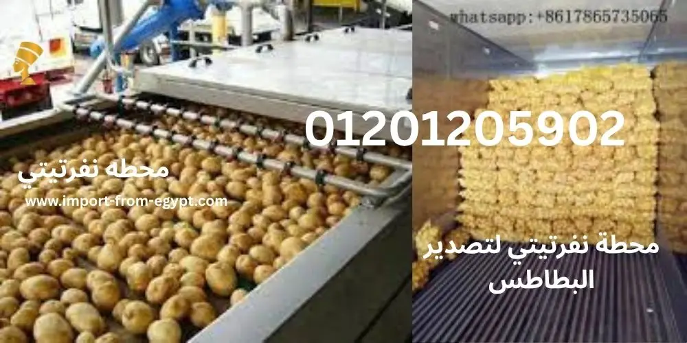 محطات تصدير البطاطس 2 محطة نفرتيتي لتصدير البطاطس