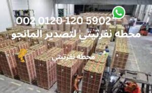 محطه نفرتيتي لتصدير المانجو