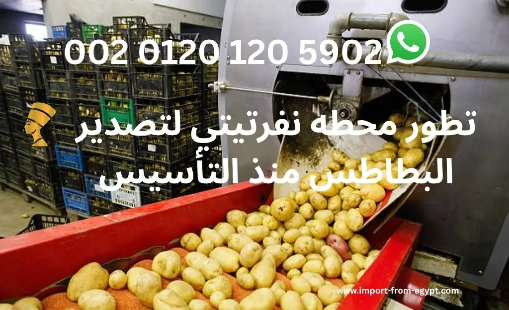 محطه نفرتيتي لتصدير البطاطس 3 تطور محطه نفرتيتي لتصدير البطاطس منذ التأسيس
