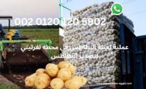عملية تعبئة البطاطس في محطه نفرتيتي لتصدير البطاطس