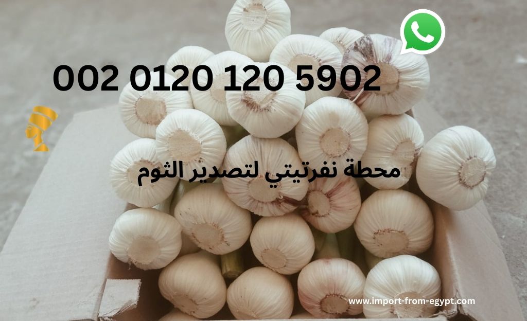 محطة نفرتيتي لتصدير الثوم