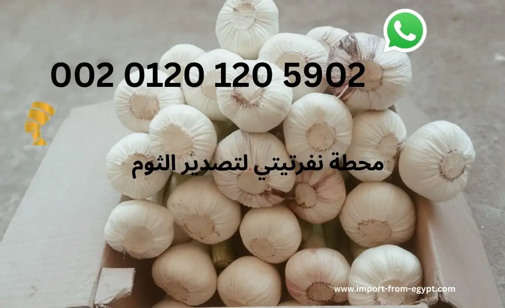 محطة نفرتيتي لتصدير الثوم 1 محطة نفرتيتي لتصدير الثوم