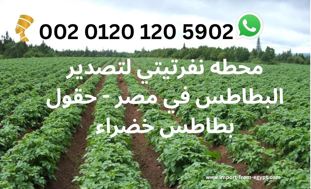 محطه نفرتيتي لتصدير البطاطس في مصر مع حقول بطاطس خضراء