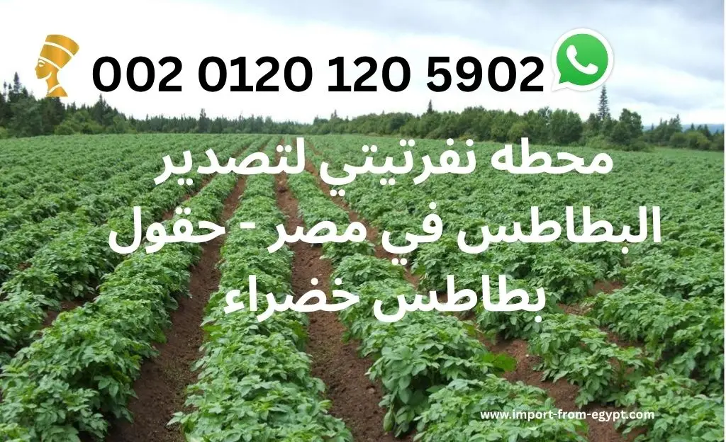 محطه نفرتيتي لتصدير البطاطس 1 محطه نفرتيتي لتصدير البطاطس في مصر مع حقول بطاطس خضراء