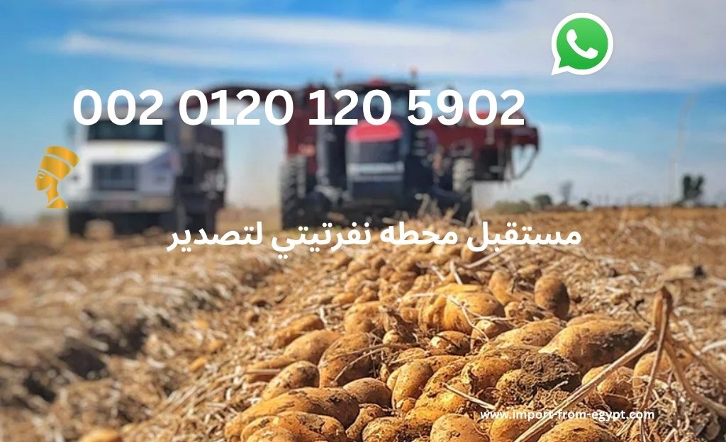 مستقبل محطه نفرتيتي لتصدير