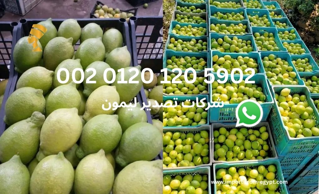 شركات تصدير ليمون